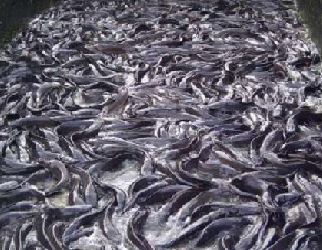 Creating Economic Opportunities Through Fish Farming To Boost Food Security