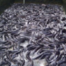 Creating Economic Opportunities Through Fish Farming To Boost Food Security