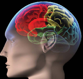 8 Daily Habits That Will Keep Your Brain Young, Sharp 1 Screenshot 2024 06 15 081202