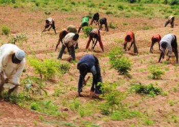 Gombe Govt, Association To Enhance Wet Season Farming