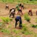 Gombe Govt, Association To Enhance Wet Season Farming