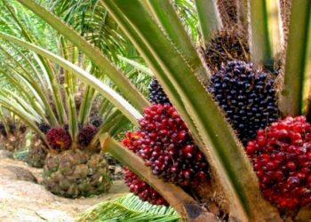 Nigeria’s Presco To Acquire Ghanaian Oil Palm Coy For $125m