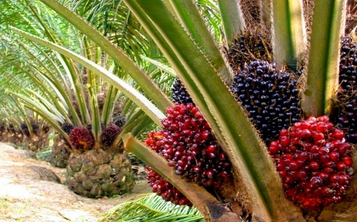 Nigeria's Presco To Acquire Ghanaian Oil Palm Coy For $125m 1 WhatsApp Image 2024 06 04 at 15.48.30