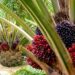 Nigeria's Presco To Acquire Ghanaian Oil Palm Coy For $125m 5 Nigeria’s Presco To Acquire Ghanaian Oil Palm Coy For $125m