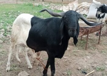 Sallah: Prices Soar As Ram Sells For N1m In Kaduna