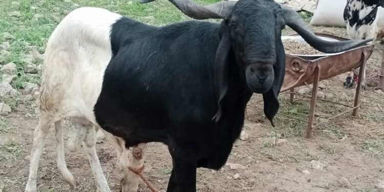 Sallah