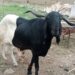 Sallah: Prices Soar As Ram Sells For N1m In Kaduna