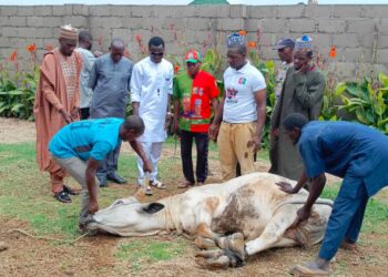 PICTORIAL: Peter Obi Donates Cow To Bauchi LP Members To Celebrate Eid-el-Kabir