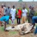 PICTORIAL: Peter Obi Donates Cow To Bauchi LP Members To Celebrate Eid-el-Kabir