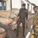 Navy Intercepts 72 Bags Of Cannabis On Lagos Water 5 Navy Intercepts 72 Bags Of Cannabis On Lagos Water