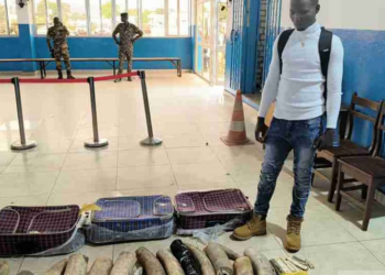 Illegal Ivory Smuggling In CAR