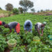 Benue Agricultural Revolution