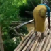 Community Begs Ebonyi Gov’t For Bridge To Curb Drowning Of Farmers