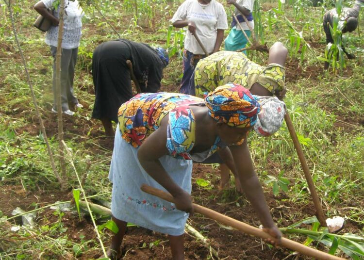 Kaduna Farmers