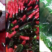 NAFDAC Arraigns Trader For Allegedly Producing Fake Schnapp, Juice