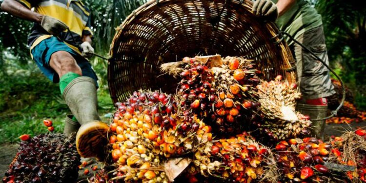 Oil Palm