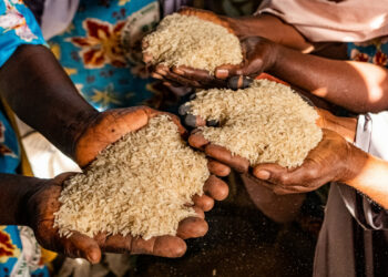 291m Africans Risk Chronic Malnutrition By 2030 — UN Report