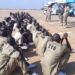 6,900 Surrendered Boko Haram Terrorists To Face ‘Transitional’ Justice — Borno Gov’t 5 6,900 Surrendered Boko Haram Terrorists To Face ‘Transitional’ Justice — Borno Gov’t