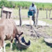 Experts Harp On Innovative Strategies To Boost Livestock Proteins