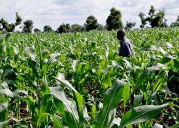 Defence, Works, Agric Top N35.05trn Amended Budget