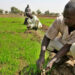 Jigawa Approves N3.5bn Grants For 30,000 Rural Farmers 5 Jigawa Approves N3.5bn Grants For 30,000 Rural Farmers