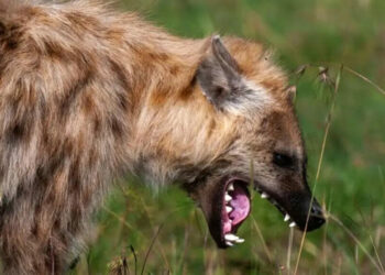 Hyena Escapes From Jos Wildlife Park