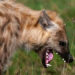 Hyena Escapes From Jos Wildlife Park 5 Hyena Escapes From Jos Wildlife Park