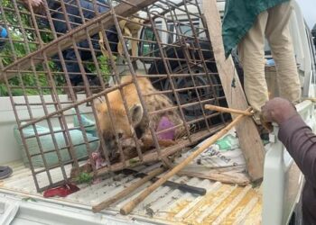 JUST-IN: Missing Hyena Captured, Returned To Plateau Wildlife Park 