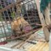 JUST-IN: Missing Hyena Captured, Returned To Plateau Wildlife Park 