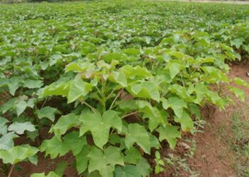 Bauchi To Benefit From Federal Govt’s $70m For Jatropha Plantation