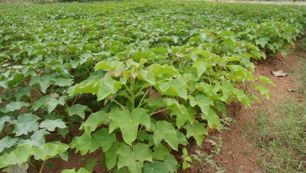 Bauchi To Benefit From Federal Govt’s $70m For Jatropha Plantation 1 Jatropha Field