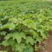 Bauchi To Benefit From Federal Govt’s $70m For Jatropha Plantation