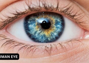 Medical Expert Calls For Periodic Eye Check-up