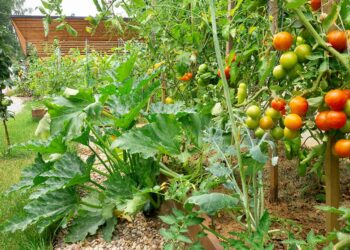Making Profit From Pepper, Tomatoes Farming
