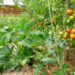 Making Profit From Pepper, Tomatoes Farming