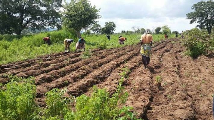 Farming: Expert Recommends Plant Extracts As Alternatives To Synthetic Insecticides 1 farming