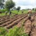Farming: Expert Recommends Plant Extracts As Alternatives To Synthetic Insecticides 4 Kwara Introduces Cluster Farming