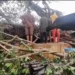 Falling Trees Kill 4 At Edo Market