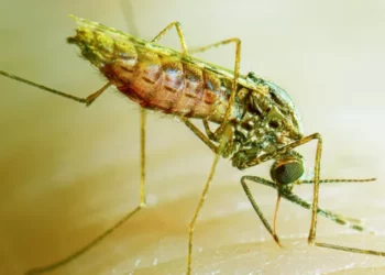 NGO Creates Malaria Preventive Awareness In Taraba