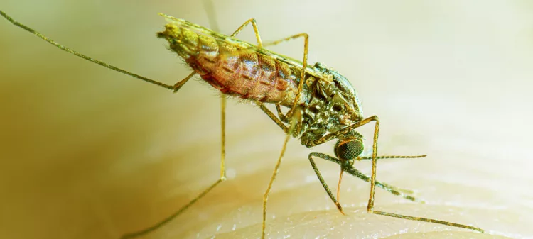 Traditional Leader Backs Malaria Awareness Drive 1 malaria parasite 750x337 1