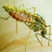 NGO Creates Malaria Preventive Awareness In Taraba