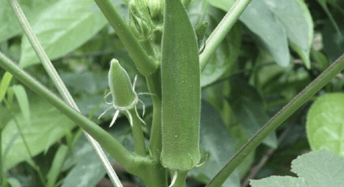 okra