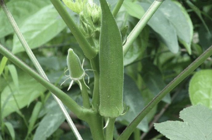 Okra: Miracle Plant That Lowers Blood Sugar, Reduces Heart Disease 1 okra
