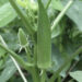 Okra: Miracle Plant That Lowers Blood Sugar, Reduces Heart Disease