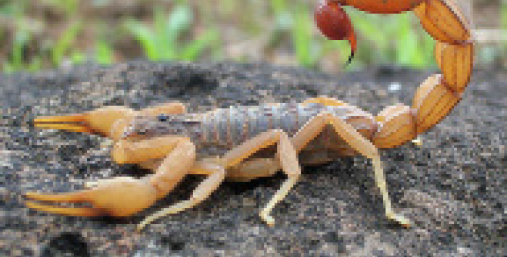 Seven Tips On How To Get Rid of Scorpions 1 scorpion