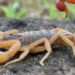Seven Tips On How To Get Rid of Scorpions