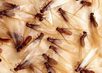 Seven Tips On How To Prevent Termites