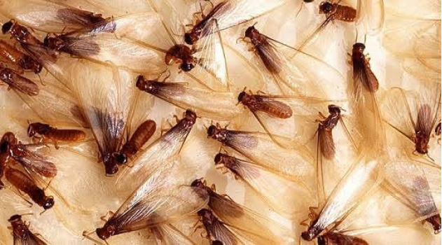 termites