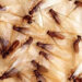 Seven Tips On How To Prevent Termites
