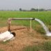 Watari Irrigation Project To Provide Water For Dry Season Farming In Kano 5 Borno Drills Tube-wells For Irrigation Farming, To Begin Tomato Processing